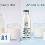 A2 Milk vs A1 Milk: Real Health Benefits and Differences