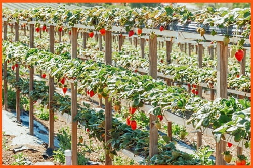Highly Profitable Agriculture Business Ideas You Can Start on Rooftops